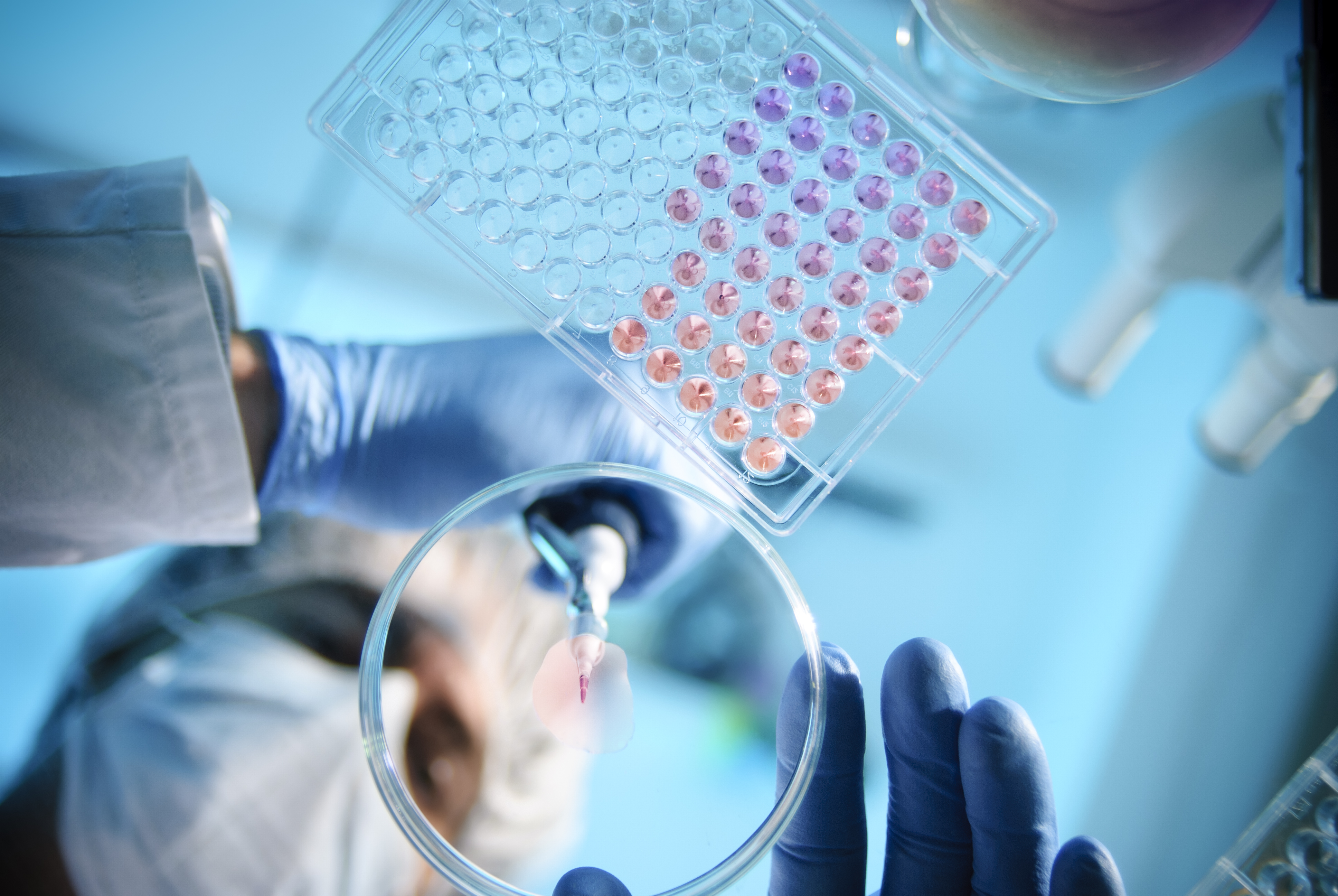 A scientist stands above a petri dish with a dropper and places a liquid solution on the dish.