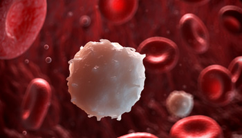 image of red blood cells